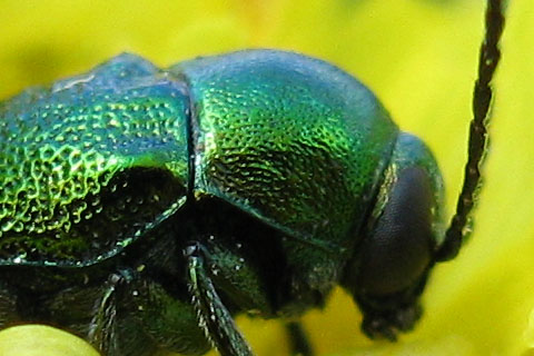 Chrysomelidae: Cryptocephalus zambanellus